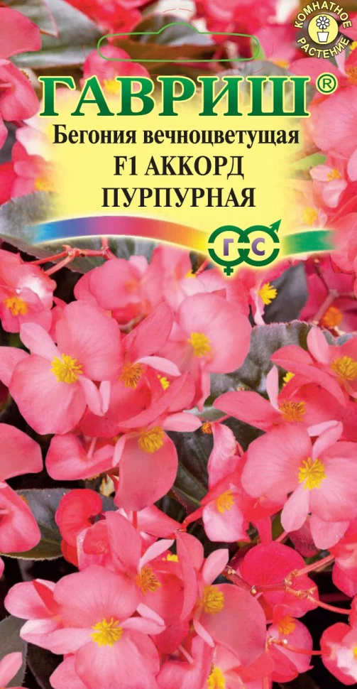 Аккорд Пурпурная