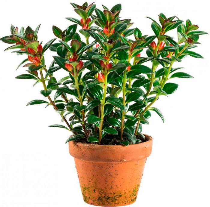 Нематантус