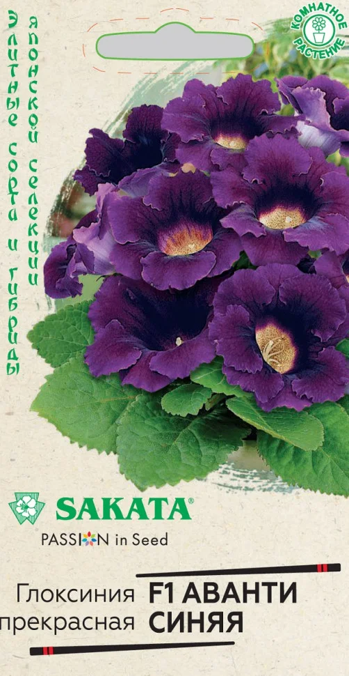 Аванти синяя