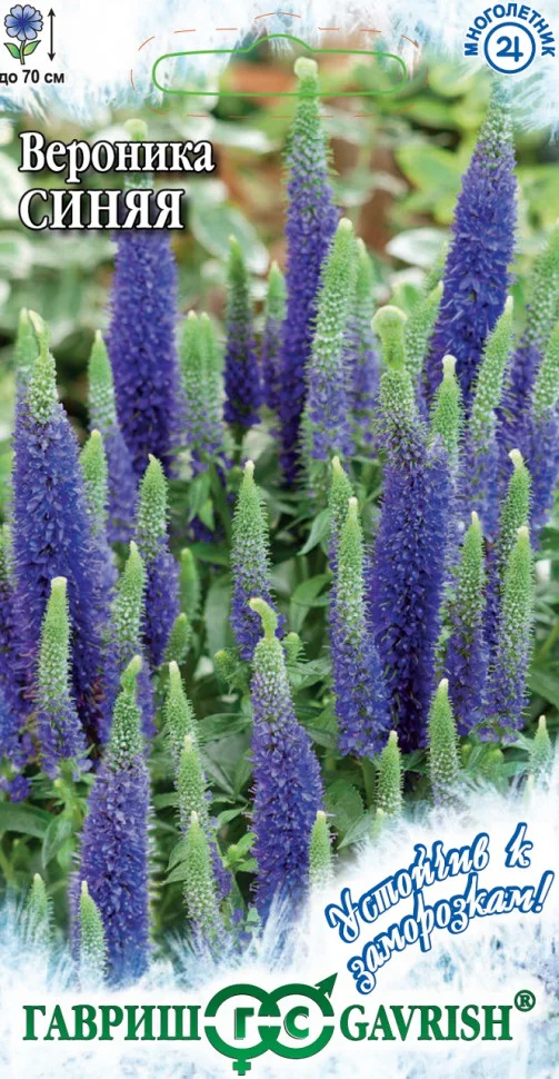 Синяя длиннолистная