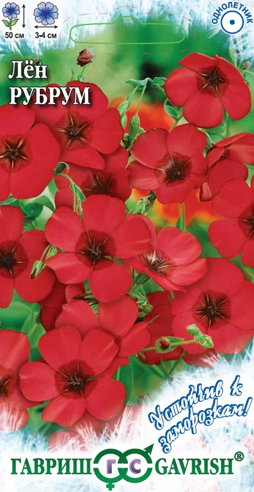 Рубрум крупноцветковая