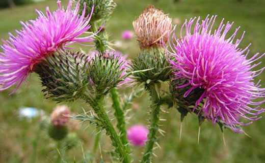 Расторопша