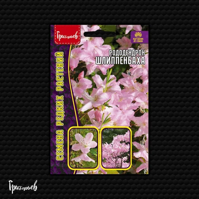 Шлиппенбаха