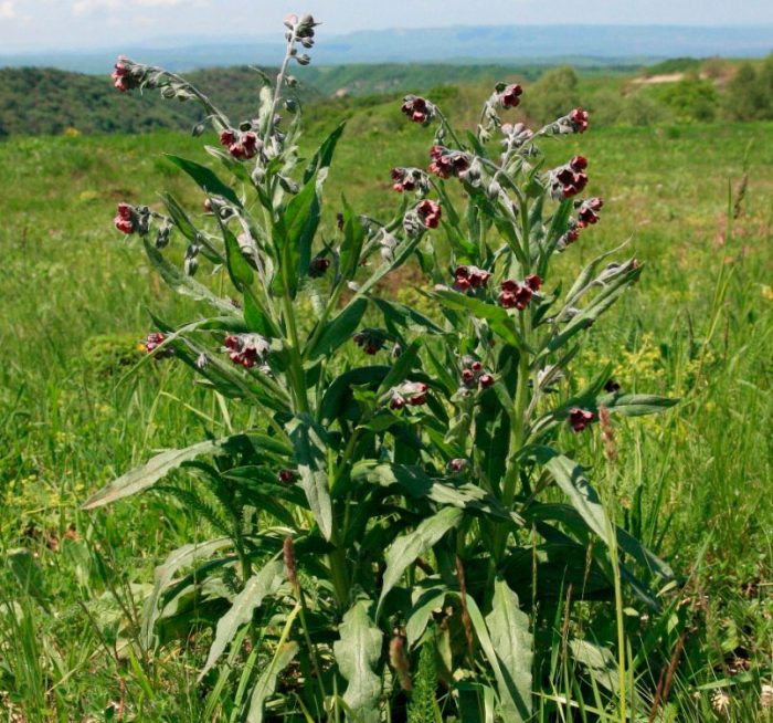 Чернокорень