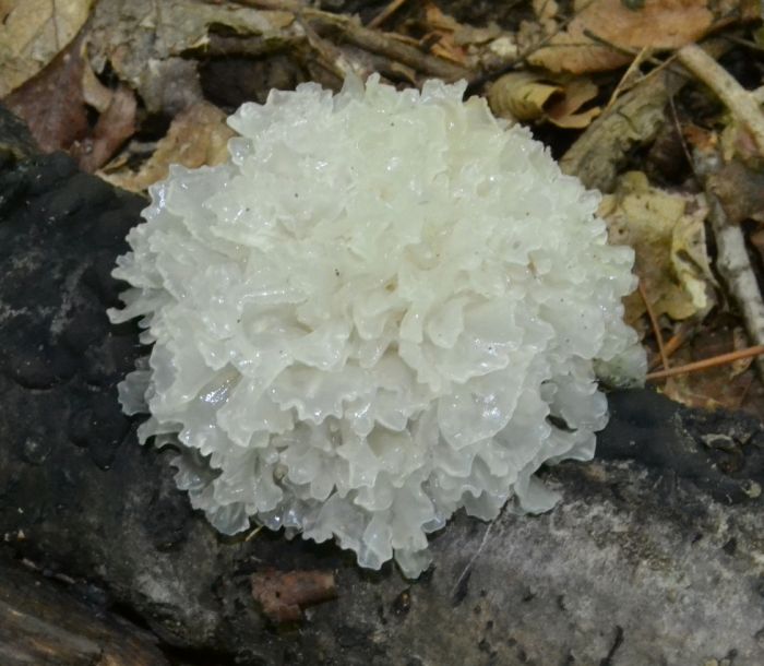 Ледяной гриб