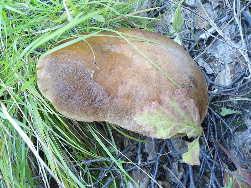 Подберезовик