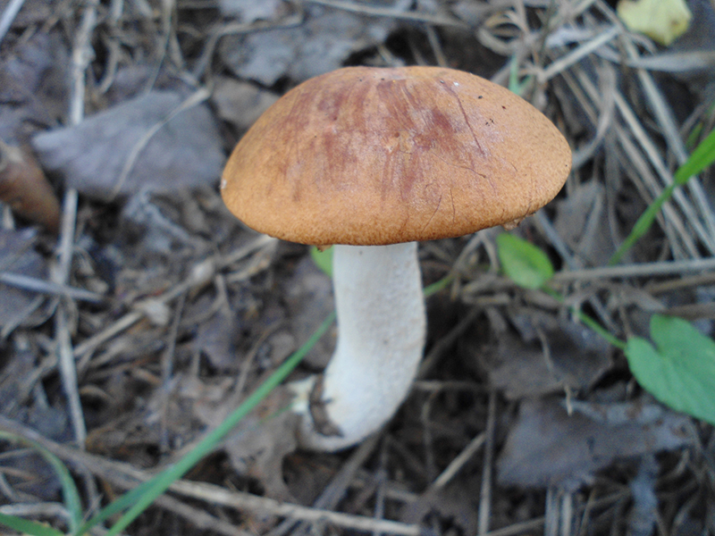 Подосиновик