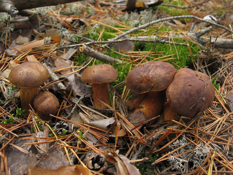 Польский гриб