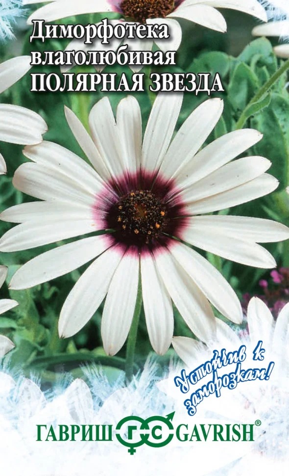 Полярная звезда