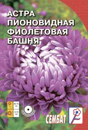 Астра Пионовидная Фиолетовая Башня